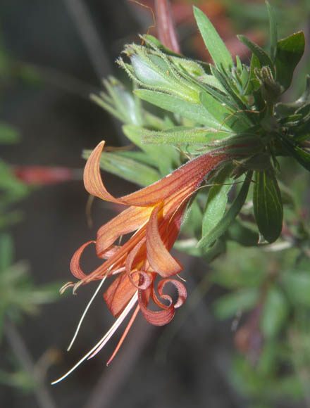  Anisacanthus thurberi